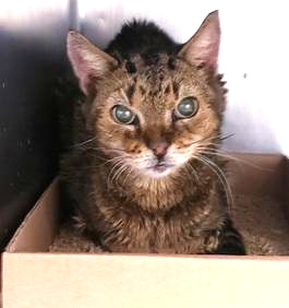*SHELTER PLEA*Underweight, Possibly Blind Senior Kitty STAR @ SI ACC. Abandoned at the walkway in a carrier at the SI facebook.com/NYCDEATHROWCAT…