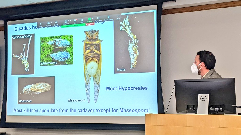 chasemayers's tweet photo. A fascinating and engaging tale by @kasson_wvu! The story of drugged-up cicadas having their rears replaced with fungus never gets old, and his new developments digging deeper into the biology of these "salt shakers of death" are exciting. #fungi #entomopathogens #mattkassospora https://t.co/ro26Zw6iq5