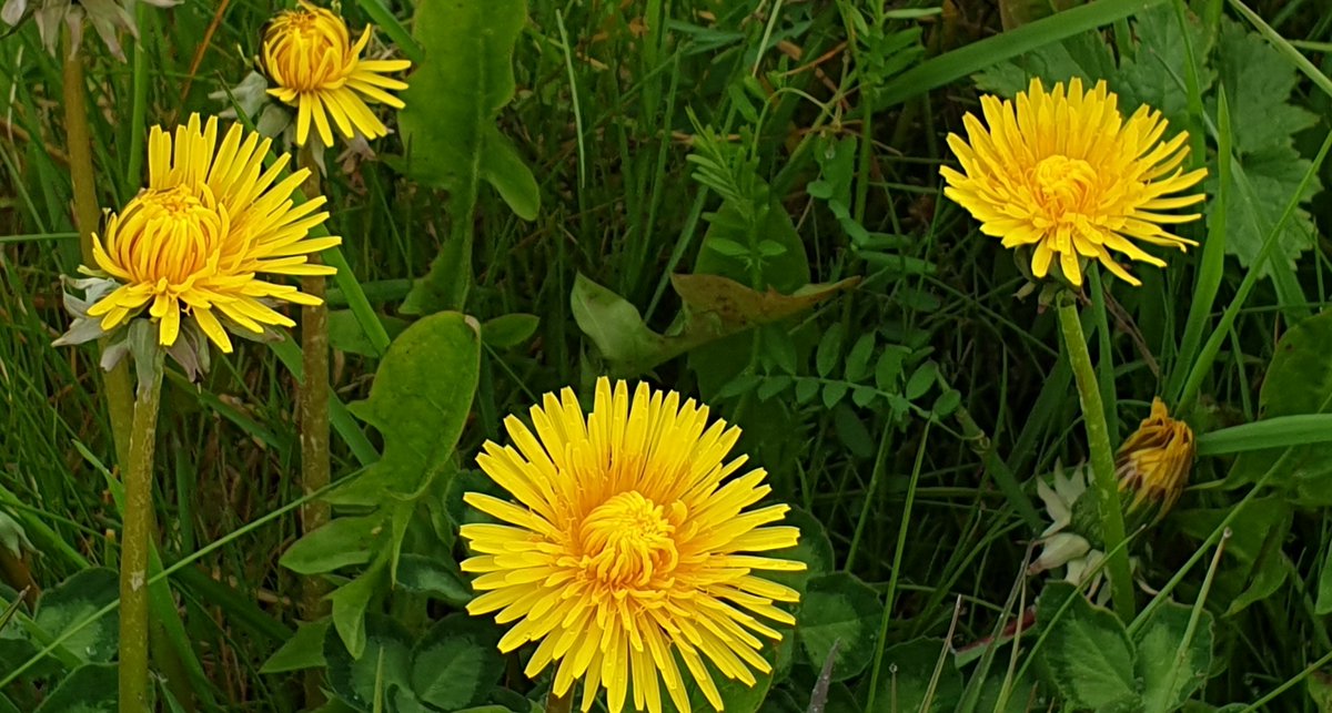 saskiacscheer's tweet photo. De kleur is vandaag #donkergeel
#kleurindenatuur 
De meest gewone dingen, zijn vaak zo enorm mooi 💛
De 🦋🦋 zijn iets minder gewoon hoor 🙃 https://t.co/TUg7pQhVUp