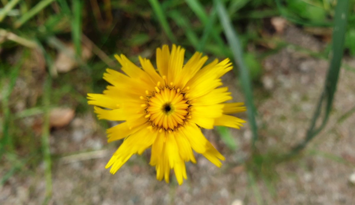 saskiacscheer's tweet photo. De kleur is vandaag #donkergeel
#kleurindenatuur 
De meest gewone dingen, zijn vaak zo enorm mooi 💛
De 🦋🦋 zijn iets minder gewoon hoor 🙃 https://t.co/TUg7pQhVUp