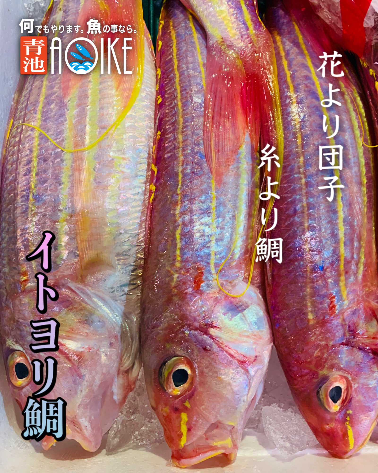 Aoike 青池水産株式会社 糸より鯛 イトヨリ鯛 カラフルな表面に黄金のラインが入ったシャレオツなイトヨリ鯛 少し水っぽい身だげと熱を通すとふっくらと仕上がり繊維質で舌触りが良い ムニエルやソテーやアクアパッツァにしても美味 T Co