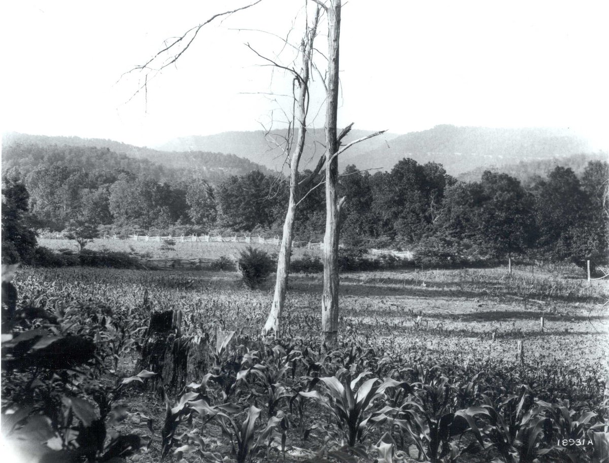 #ThrowbackThursday 
Caption on photo: Looking NE down Buffalo Valley toward Jasper from mountain two miles north of Swain, Ozark National Forest, June 1914.