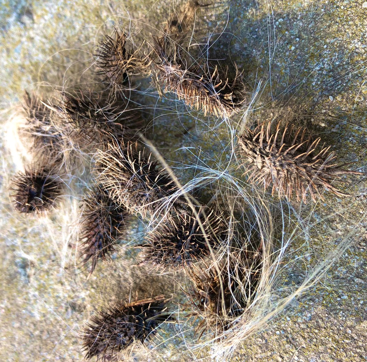 MartineBotany's tweet photo. Just a sampling of the Xanthium strumarium action on my dog today. #cocklebur #seeddispersal #Asteraceae https://t.co/r0n1pbgoTS