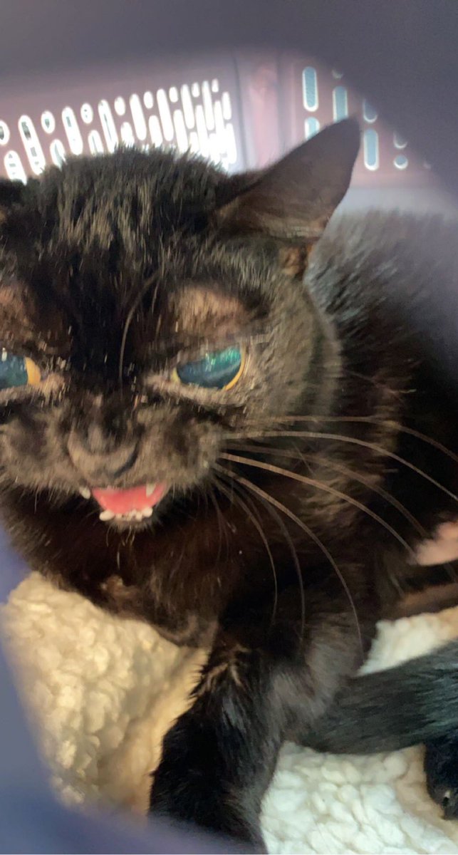 bigfootjinx's tweet image. this picture of jinx right after we picked her up from getting fixed HAUNTS ME