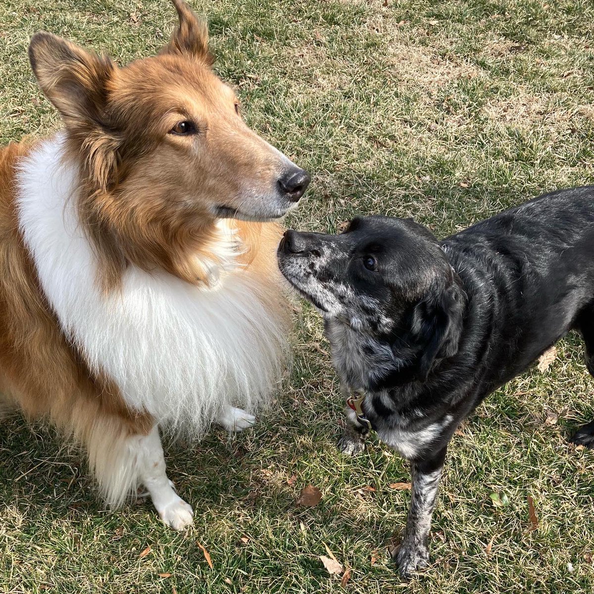 CollieCrusader's tweet photo. Playtime came early today! Here comes Lucy!
๐ถ
๐
#dogplaydate #dogfriends #roughcollie #collie https://t.co/TljPaoyRKk