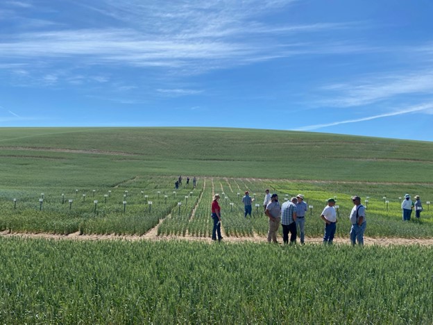 WSUSmallGrains's tweet image. Have you been asking yourself &quot;what&apos;s the latest on Spring wheat varieties?&quot; If so, you&apos;re in luck! @WSUVarietyTest released our latest #TimelyTopic discussing just that! Check it out at the link below 🚜👇 #GoCougs #WSU 
smallgrains.wsu.edu/whats-the-late…