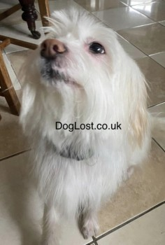 millypod1's tweet photo. 🆘15 FEB 2022 #Lost RAFFI NERVOUS RESCUE
#ScanMe White Chinese Crested Male 
Ran off from Keepers Pond #Blaenavon #NP4
He could be around Blorenge Mountain #Wales 
SIGHTINGS PLZ ☎️ 07919 183574
https://t.co/ZmOayrCp6T https://t.co/ynuzW29jE1