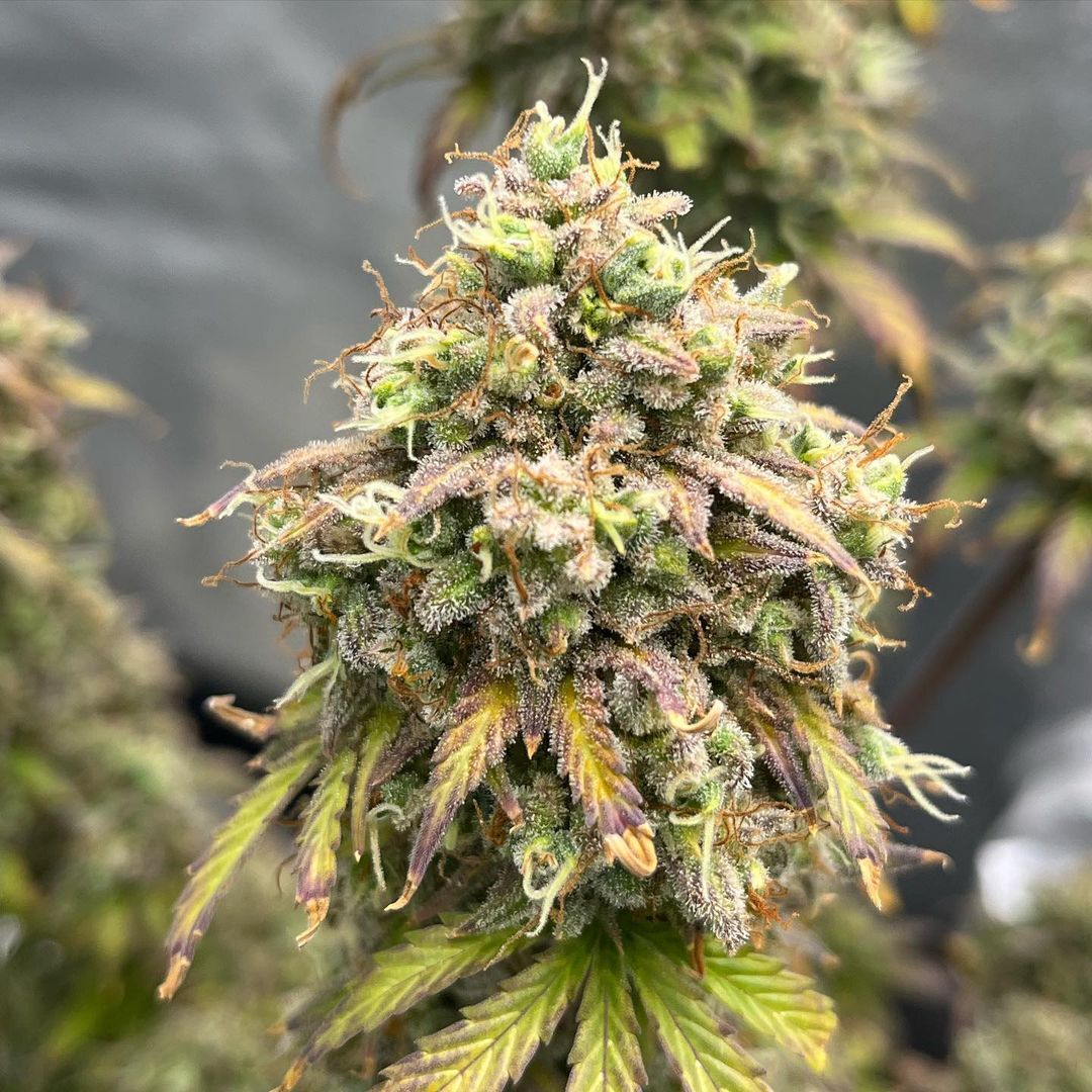 With Spring coming up just around the corner, now is the perfect time to get your hands on some Lambs Breath! 🐑 This plant, grown by @thehotboxisdangerous, is a great way to start the day off positively. If you're feeling anxious, you might want to look into these buds! 🍃