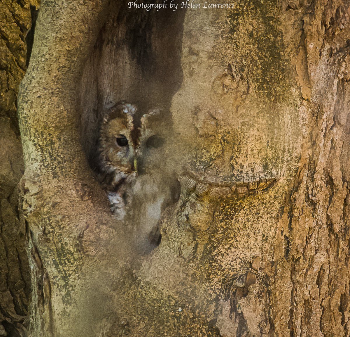 Hey cutie.. ❤️ #TawnyOwls #owls #nature #NaturePhotography #wildlifephotography #wildlife