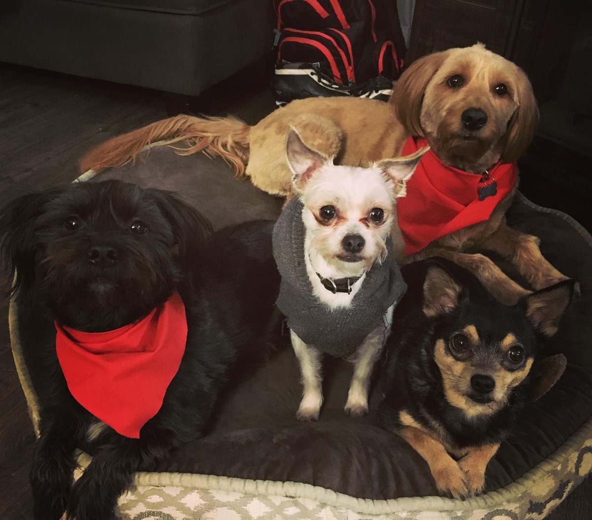 Rae Olsson, Ph.D. 🏳️‍🌈🏳️‍⚧️ tweet media