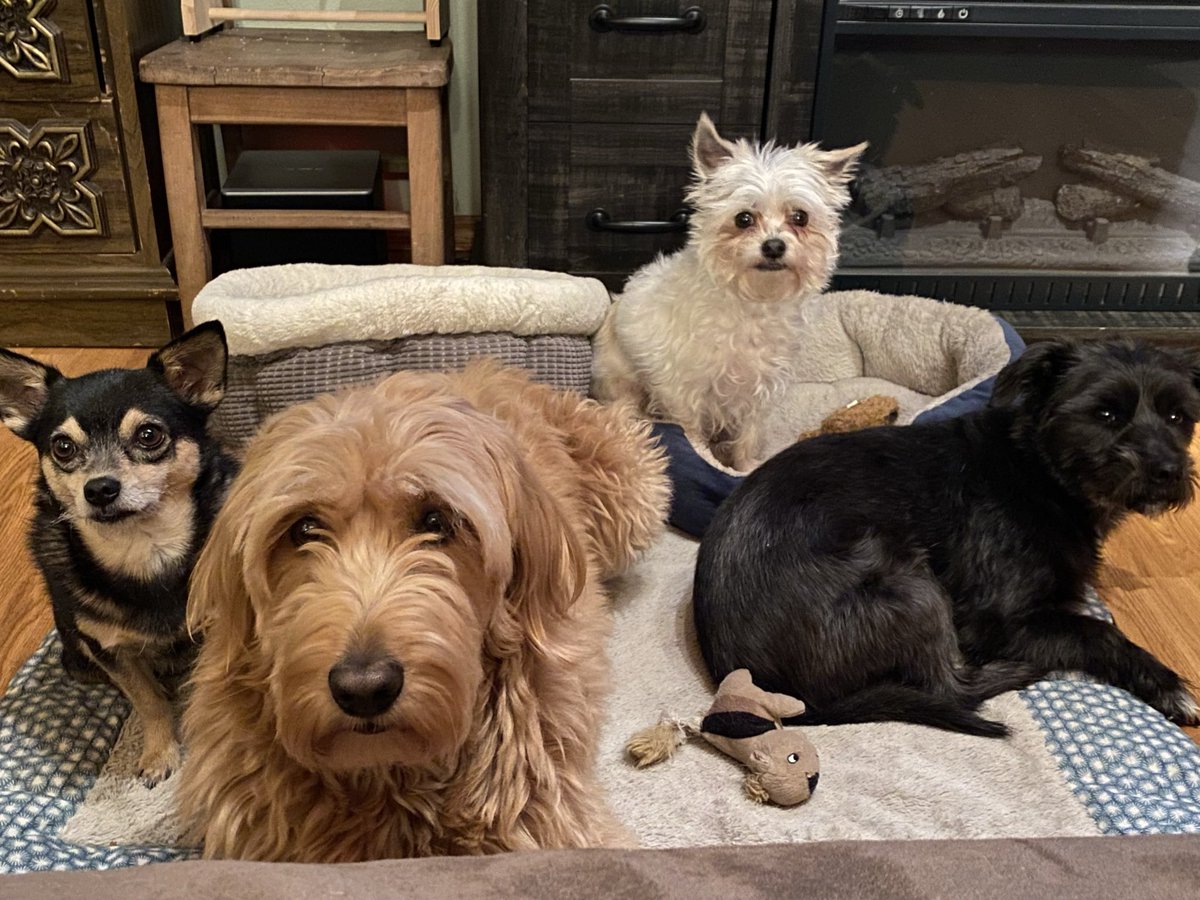 Rae Olsson, Ph.D. 🏳️‍🌈🏳️‍⚧️ tweet media