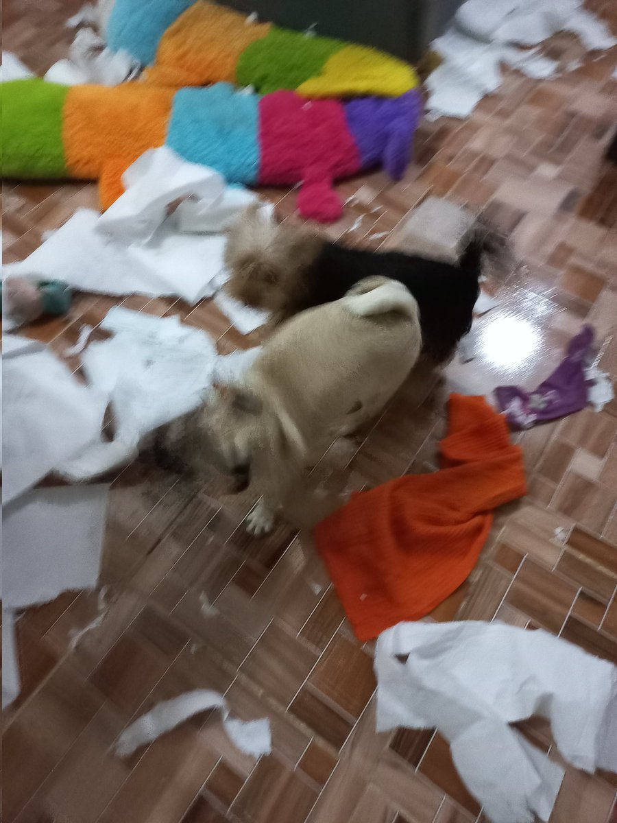 Pilarcatalan's tweet photo. Llegar a tu dpto y te encuentras  con esta sorpresa   de tus guaguas perrunas dan ganas de ..... pero  son tan tiernas y amorosas k Se te olvida sus travesuras  jajjaja #Lizzayorksire #SilbyPugs https://t.co/r2gRBSoi3b