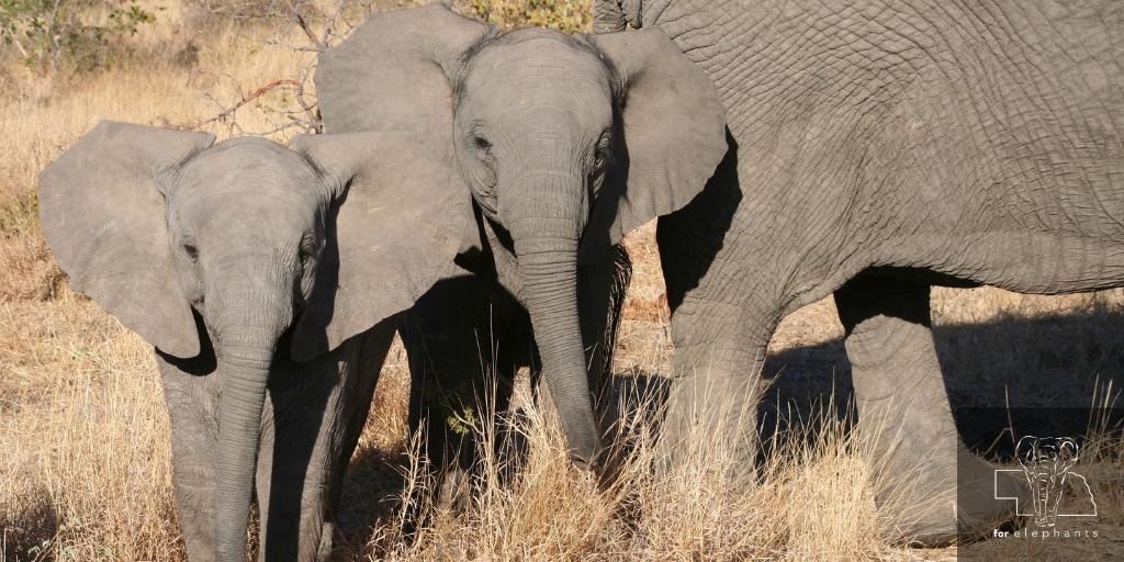 Why is it so rare for elephants to have twins? Find out in today’s blog post. 

bit.ly/3gSX6Le  

#BabyElephants #AfricanElephants
