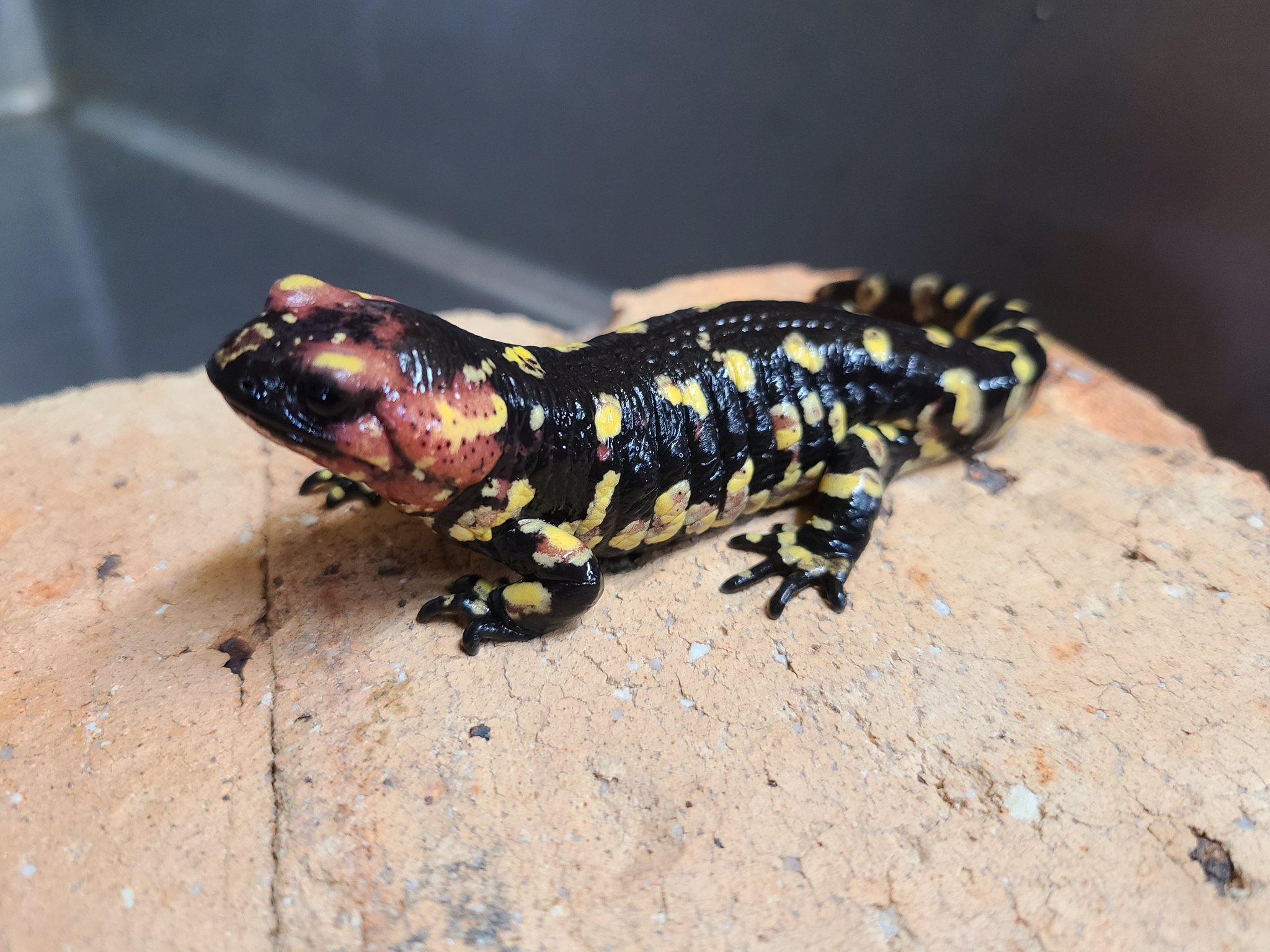 ポルトガルファイアサラマンダー Almeda 3 2022eucb ポルトガルファイアサラマンダー Almeda 1