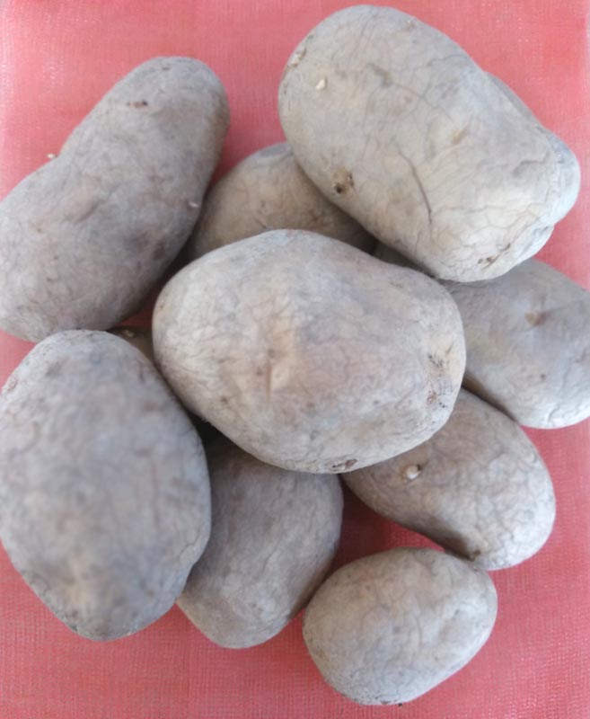 さつまいも苗 じゃがいも種芋 たまねぎの苗や野菜の種 農薬 農業資材 ガーデニンググッズの通販 みつのぶ農園