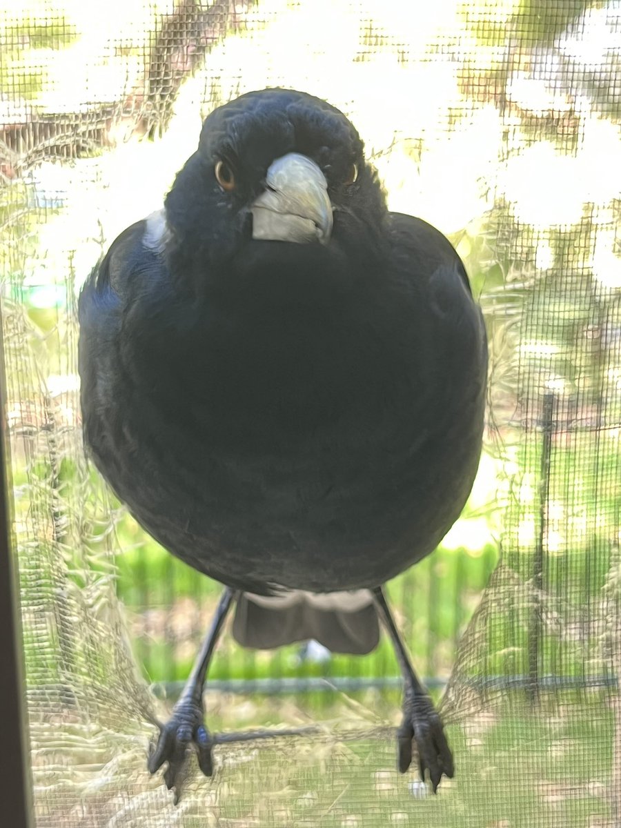 If you think I’m slacking while I’m working from home, don’t worry. I have a very keen pair of eyes keeping tabs on me.

#Magpie #Birdsofaustralia #Australia #WFH