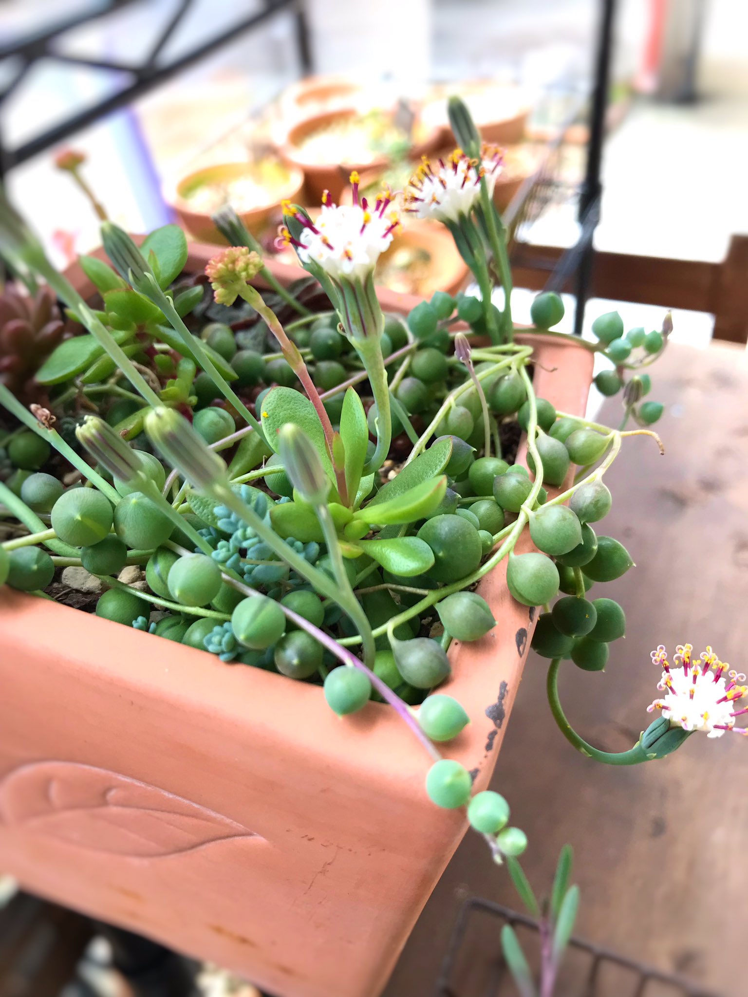 まるころ グリーンネックレスと紅稚児に花が 紅稚児の方はまだ蕾かな 多肉植物 グリーンネックレス 紅稚児 T Co Zaeasweayy Twitter