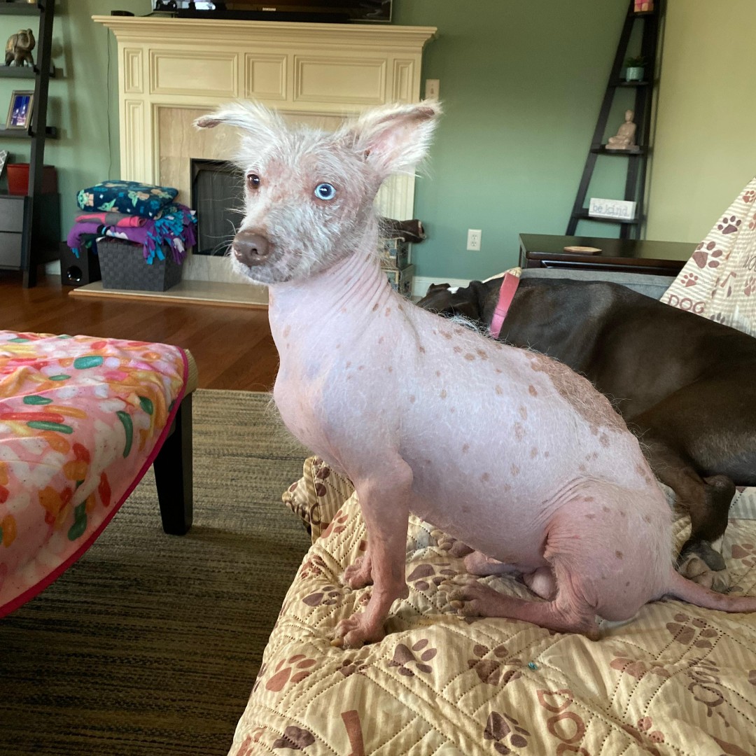 TheGBHS's tweet photo. Meet Mosley! One of the #FURtasticFour he is arguably the most dapper of the foursome. Mosley is living his best life with his foster family - running, playing, and soaking up the sunshine! π Stay tuned for more updates on all of the #FURtasticFour! https://t.co/KlK0a1NYq5