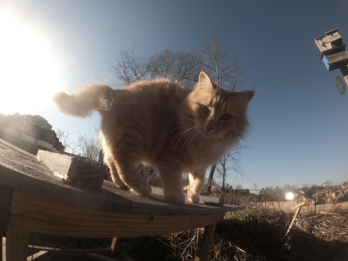 Fluff Muffin tweet media