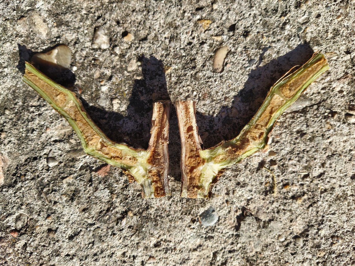 Más pruebas gráficas: dejando tacón de madera en #poda se consigue respetar los vasos vasculares ...