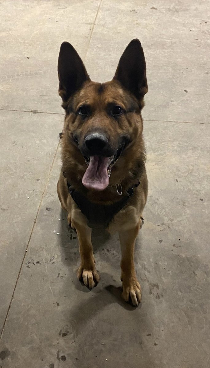 PAPSK9's tweet photo. Equipped with his soft body armour vest, #PSDAres assisted in the arrest of an armed robbery suspect last night. The quick actions of Patrol and #PSDAres assisted in a safe arrest. #teamwork https://t.co/rzPON0QCmk
