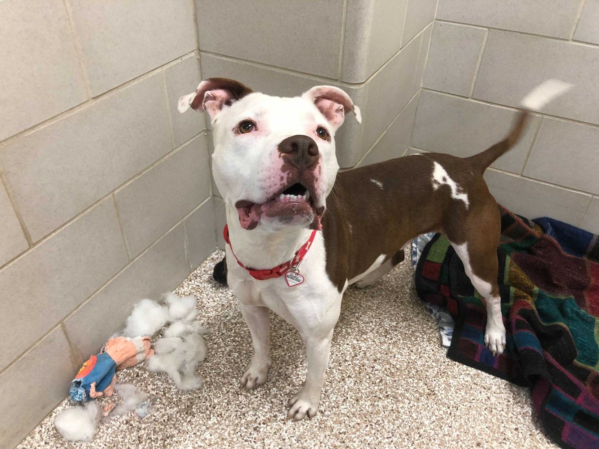 HumaneBoulder's tweet photo. "My name is Jackson & I am fur real!" Catchy tune aside, I'm looking for a long-term relationship - could it be w/ you? I'm a busy guy - looking for an activity enthusiast like myself. Come by #HSBV for a date! In summary, “you say it’s puppy love, my love is full grown!” https://t.co/OqGyS1l9T4