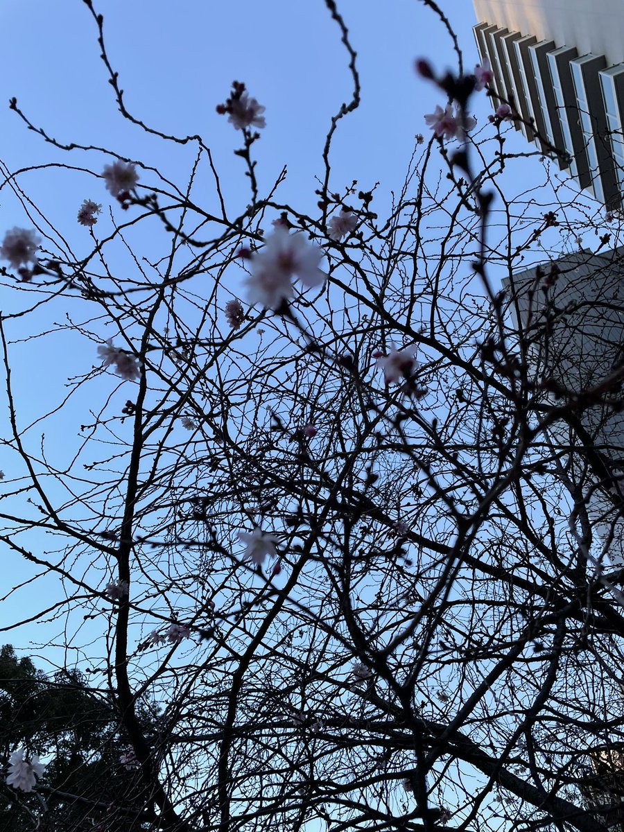YAS46793133's tweet photo. 久々の出勤🏢
気温は-1℃🥶
桜の蕾も順調❗️
週末は無事に息子の前にも桜が咲き🌸🈴ひと段落😊
今日は周囲に感謝の気持ちを持って仕事をしよう👍
#公園
#寒気
#受験 https://t.co/oux7eKMplq