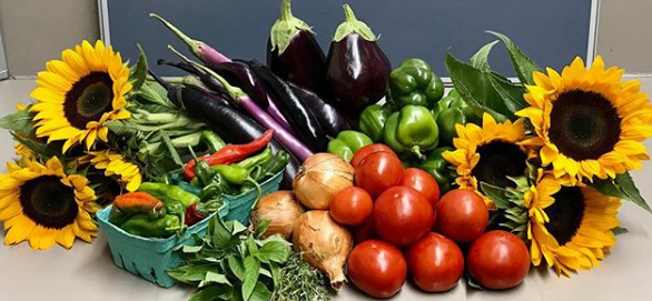 Under the Sun Farm tweet media