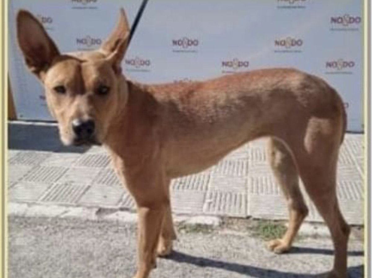 Lo sentimos: nadie la sacó… Fallecida e incinerada (ASESINADA)
Sevilla. Perrera zoosanitario
Donada por su dueñoel 14 de julio de 2021 y no fue suficiente el frío y la soledad de la perrera que la única vez que salido ha sido para ir al matadero. VUELA ALTO ÁNGEL 🕊