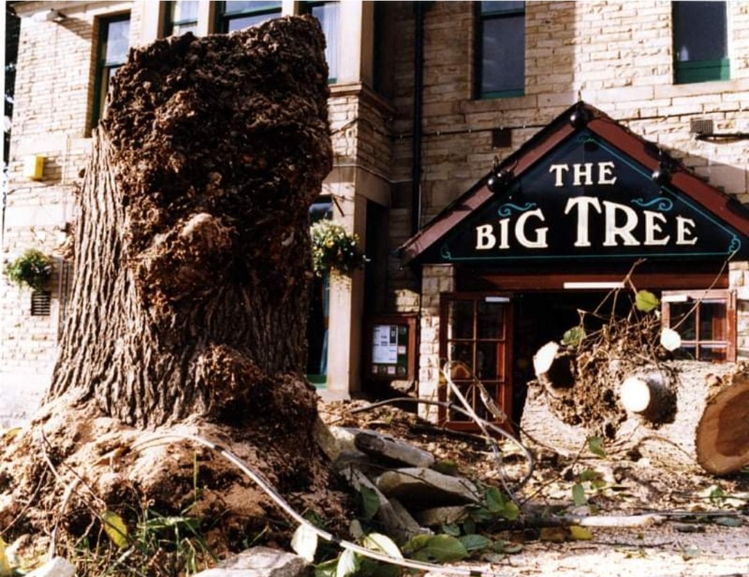 The Big Tree, Chesterfield Road
