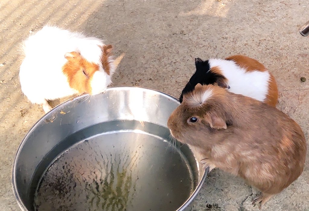 可愛いモルモット Twitter Search Twitter