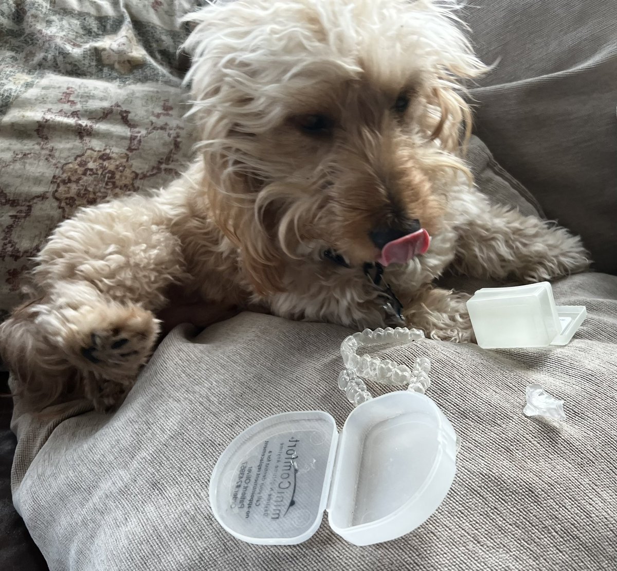 vabeachdentist's tweet photo. #1 culprit of damaged and lost night guards?… you guessed it, Fido! In this tragic instance it’s our patient Barbara’s dog named “Pancakes.” https://t.co/JtVuusPE98