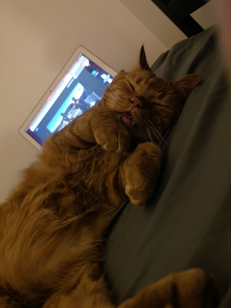 KaySheedy's tweet photo. Sleepy!
#CatsOfTwitter #GoodNight https://t.co/ebAFwT1sZs