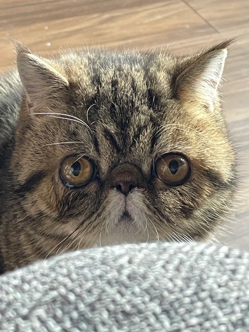 エキゾチックのtwitterイラスト検索結果 古い順