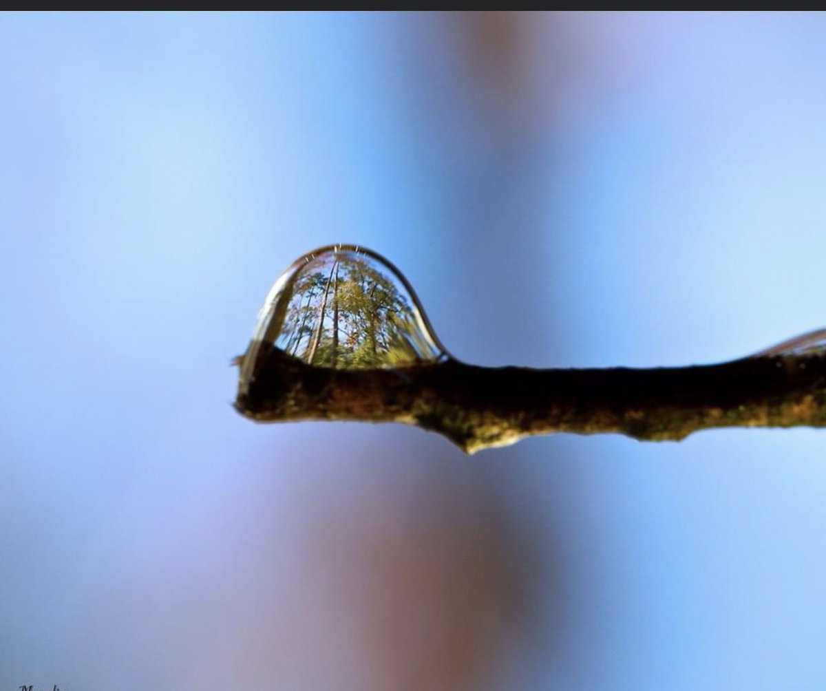 Forest reflection in a drop of water, perfection ♥️