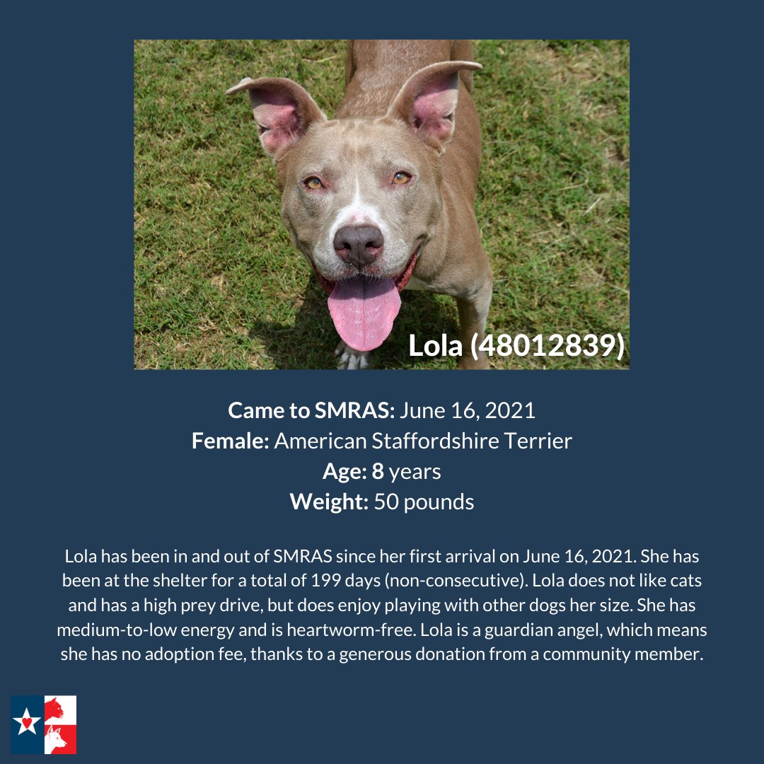 harris_tnt's tweet photo. **URGENT**Lola needs out of the San Marcos Regional Animal Shelter ASAP! This sweet loving 8 yo girl has had  very little interest in her, and she has been in the shelter for 8 MONTHS now!  Please #RESCUE her before it is too late! https://t.co/QZAnYb0WYy #dogsoftwitter https://t.co/J8nTxwFMGv