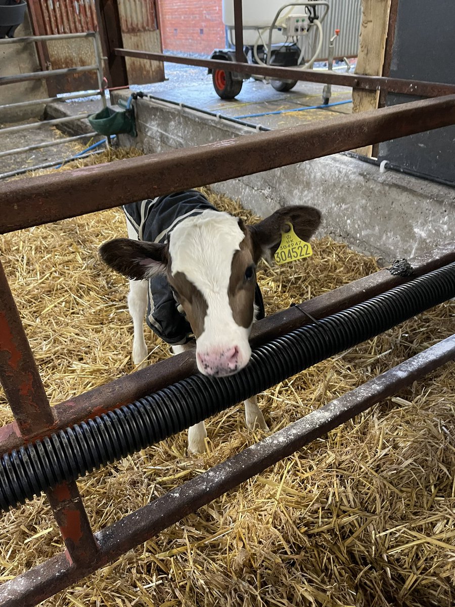 Unitedmilking's tweet photo. Great installation of a JFC Evolution automatic calf feeder for T&D Hills calf rearing business near Sarn Welshpool.
Thank you and wish you all the best success with this great investment! #jfcevolution #calfs #JFCagri #teamdairy #teambeef https://t.co/JymOvxe1k3