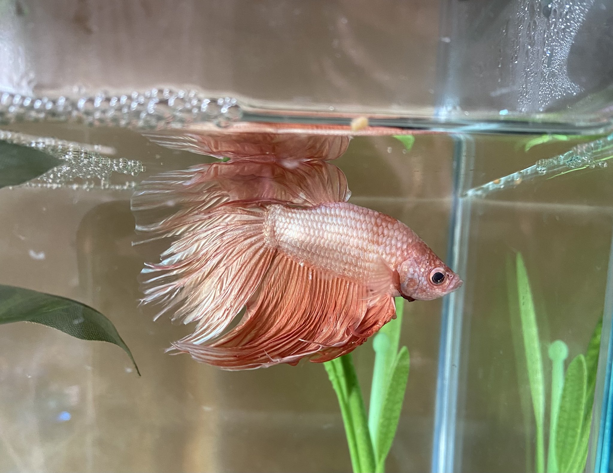 うみゅちゃん Auf Twitter おはようございます ミリタさんは相変わらず朝食をほとんど食べませんが 三粒ぐらいは食べたのでok モモカさんは最近少し太り気味かも 餌の量少し減らします ココモさんは小さくて細いのでいっぱい食べてね アカヒレ達も元気です