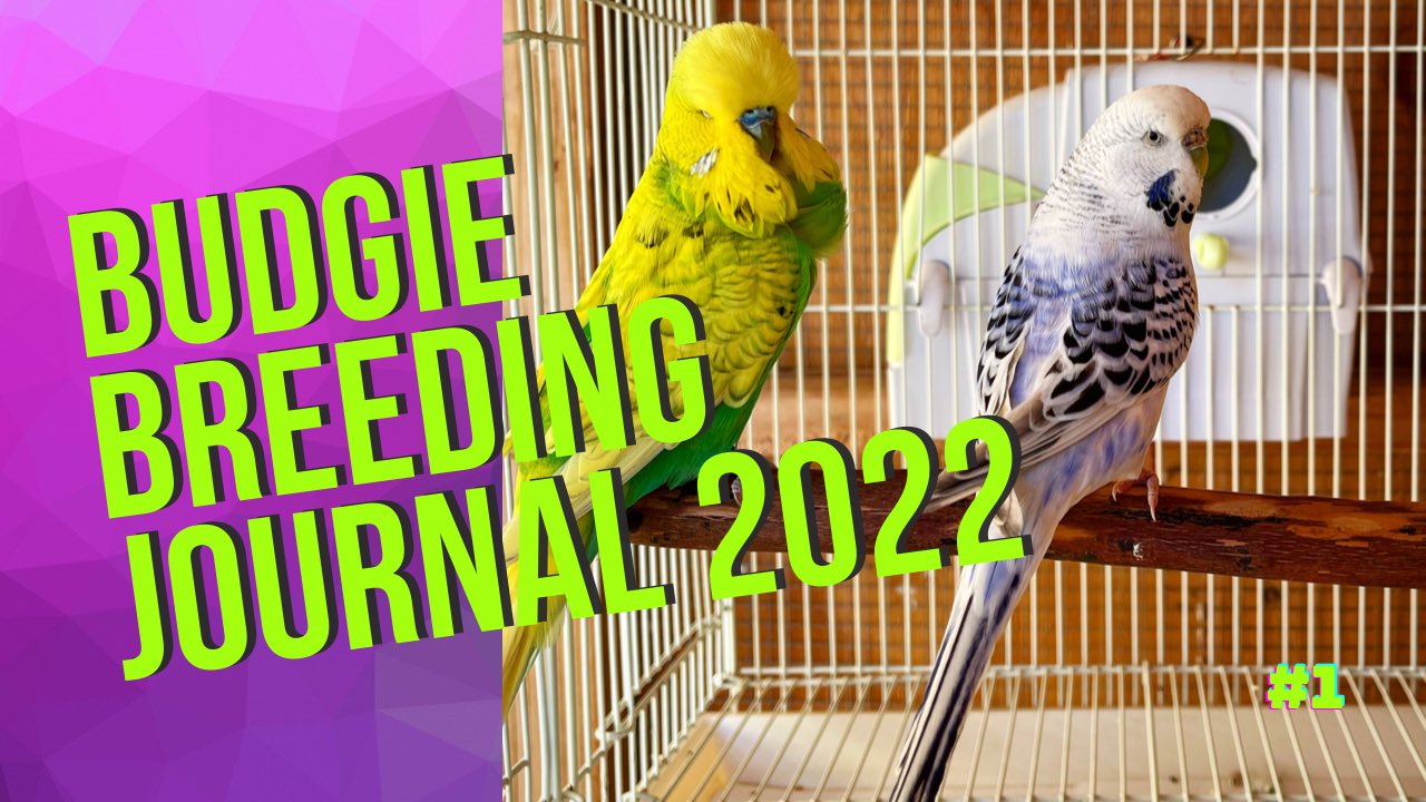 All About Budgies on Twitter: All About Budgies on Twitter: