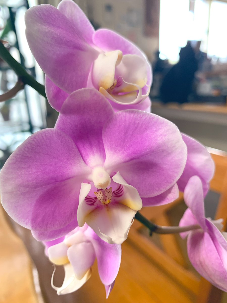 orchids_s's tweet photo. Dor.Happy Amer Elegance
優しいグラデーションが気に入ってます。10輪咲いている間に脇目が出てきたので放置してみようかと。咲くんかいな。
写真撮ろうとしたら、バックに黒猫🐈‍⬛　これもまた良し。
#dor #orchid #orchids #ご蘭なさい https://t.co/LB8GS0TErJ