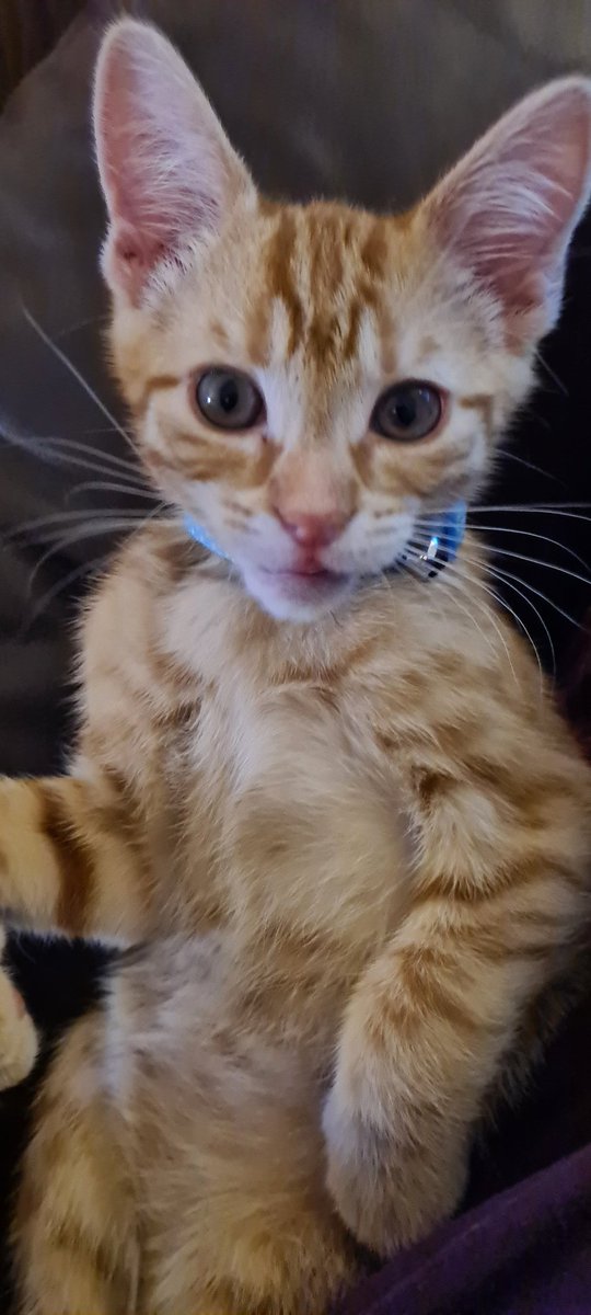FenellaFollicle's tweet photo. Have a kitten before bedtime #captainmeowlcolmreynolds #captainmal #meowlcolm #firefly #mal #kittensoftwitter https://t.co/46gY7wR9qL