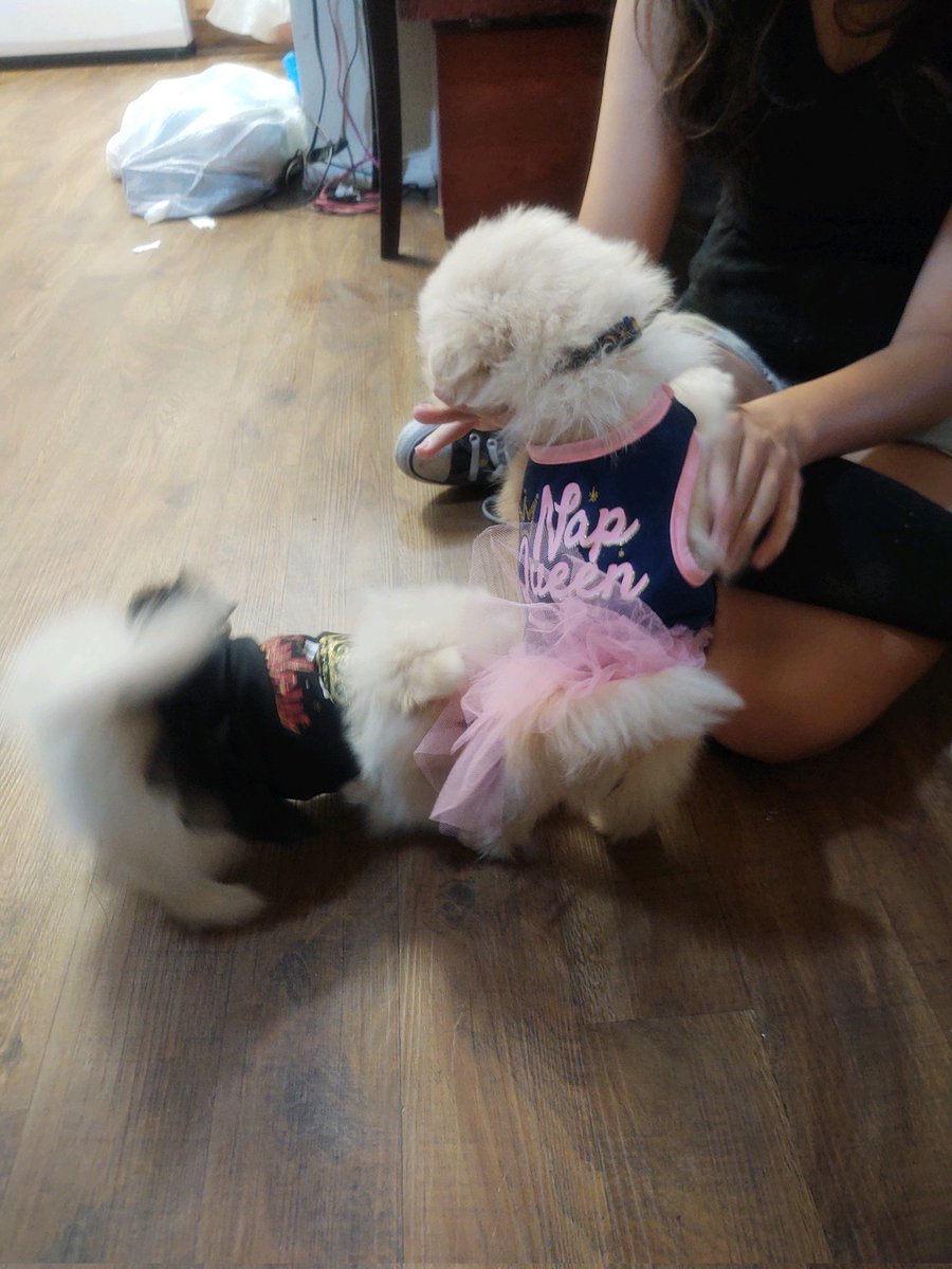 RileyPamdazzle3's tweet photo. @OhThatKelsey Our dogs puppies https://t.co/n3xkZXclAJ