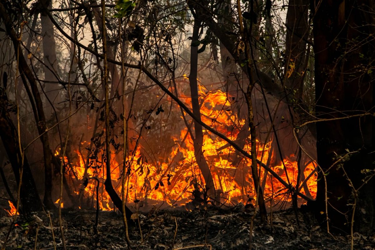 marimersch's tweet photo. Para los incendios en Australia estuvo el mundo entero disponible... Para los incendios en Corrientes, Argentina. Solo un puñado de provincias.
CORRIENTES NECESITA AYUDA 
#PRAYFORCORRIENTES 
#IncendiosForestales 
#incendios https://t.co/iMk4UlZOGQ