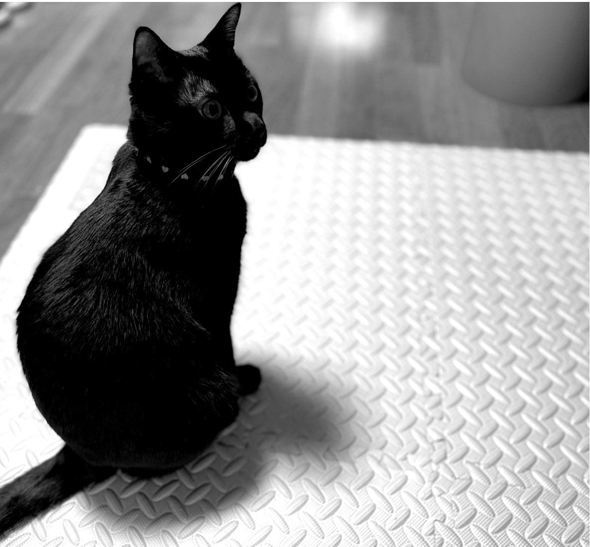 黒猫の可愛さ伝え隊 Twitter Search Twitter