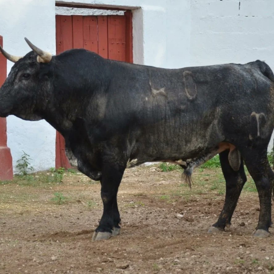 Gaborosado's tweet photo. Los toros de la ganadería de Xajay que se lidiarán en el mano a mano de Antonio Ferrera y Joselito Adame este sábado 19 de Febrero de 2022 en la Plaza de Toros "Mérida", ya fueron reseñados por las autoridades del coso meridano.
El encierro tiene un peso promedio de 534 Kg, https://t.co/jsiHxlxgLp