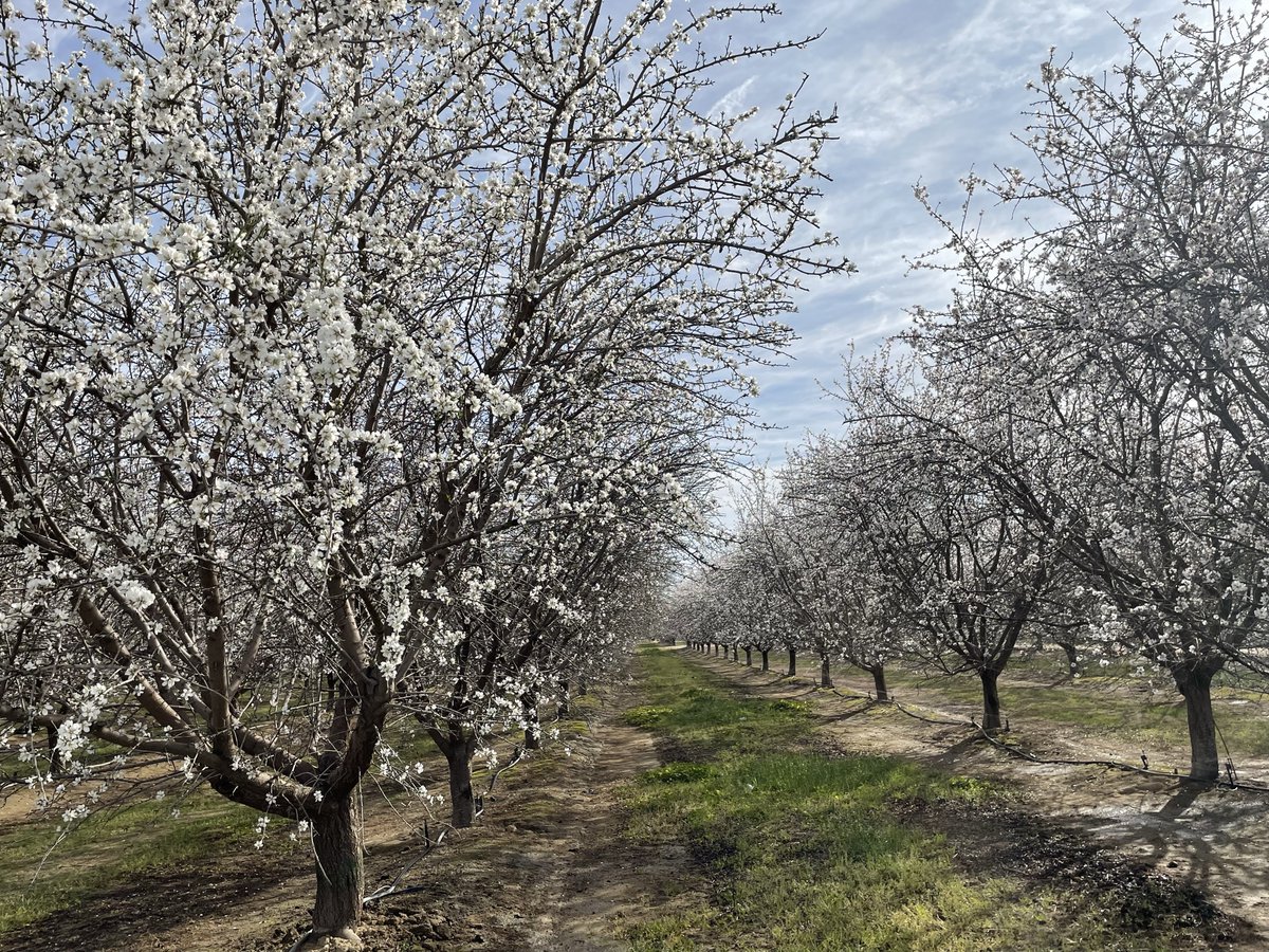 Some orchards are already at or close to full bloom in Kern County