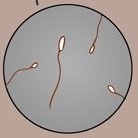 BeastlySheStud's tweet photo. [🖤][#LewdRP][#OpenDM]!ღ~
Daily reminder of the difference between average male human sperms.

And average hung Hellhound's egg 𝙒𝙊𝙈𝘽-𝙏𝘼𝙄𝙉𝙏𝙄𝙉𝙂 fertilizers!ღ~ https://t.co/lRVIrOf0hZ
