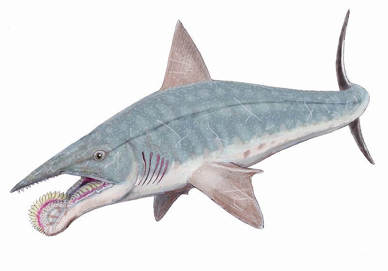 Helicoprion! ❌❌❌❌