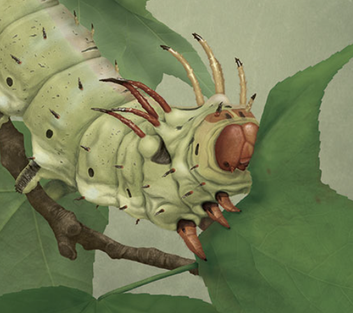 Gynandromorphism is more commonly spotted in #insects than other animal groups. This male-female specimen of a hickory horned devil caterpillar was a great #sciart piece to work on dianamarques.com/portfolio/hick…