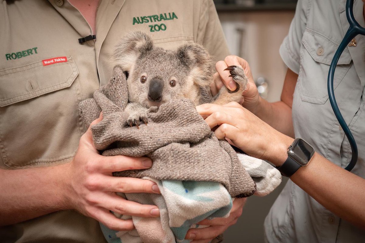 wildwarriors's tweet image. The #AustraliaZoo Wildlife Hospital is proud to open a brand-new Koala ICU Ward, named the Perry MacFarlane Intensive Care Ward, which will provide specialised treatment to koalas as well as platypus and echidnas, including patients affected from drought and bushfire.